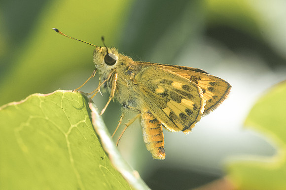 Potanthus confucius-0560 - Doi-Suthep - 13/11/23
