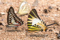 Graphium antiphates nebulosus et Graphium doson-0779 - Chiang Dao - 11/03/23