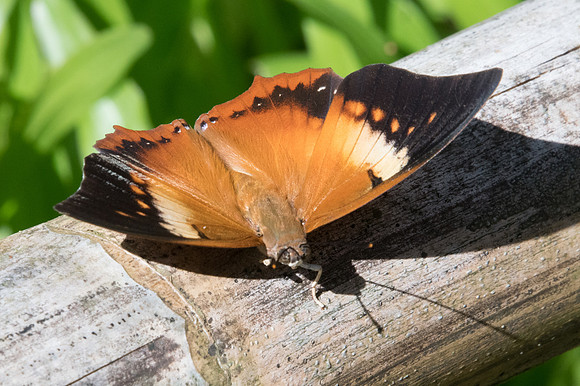 Charaxes bernardus-2001 - Chiang Dao - 15/11/23