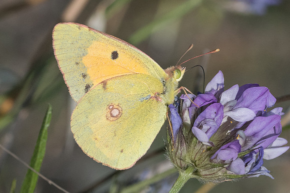 Colias crocea-6330 - Crete - 29/05/23