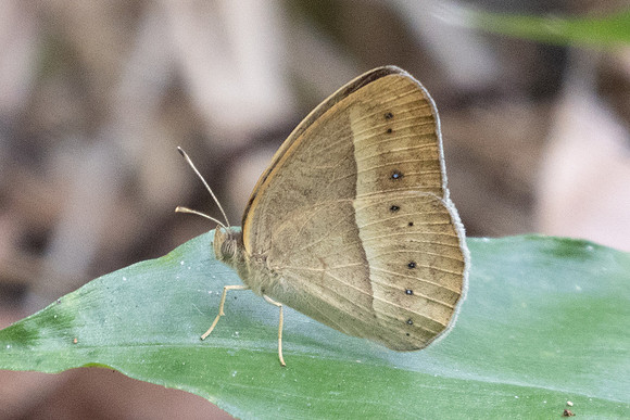 Mycalesis sp-5062