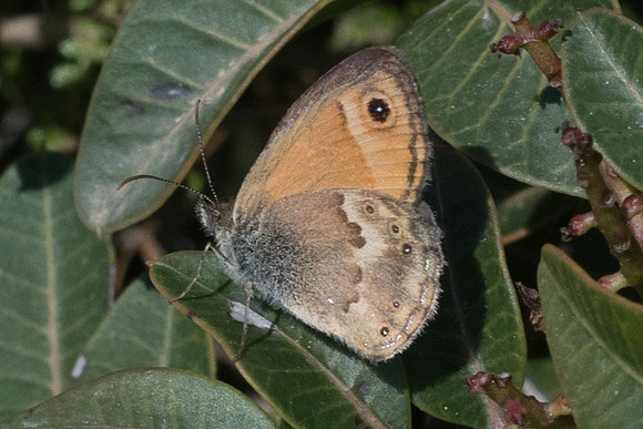 Coenonympha thyrsis-5757