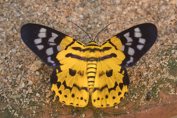 Dysphania militaris-8142- Chiang Dao - 11/03/23