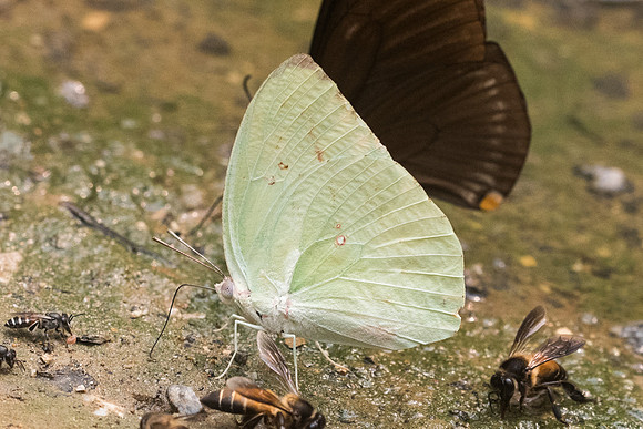 Catopsilia pomona pomona-5240- Chiang Dao  - 12/03/23