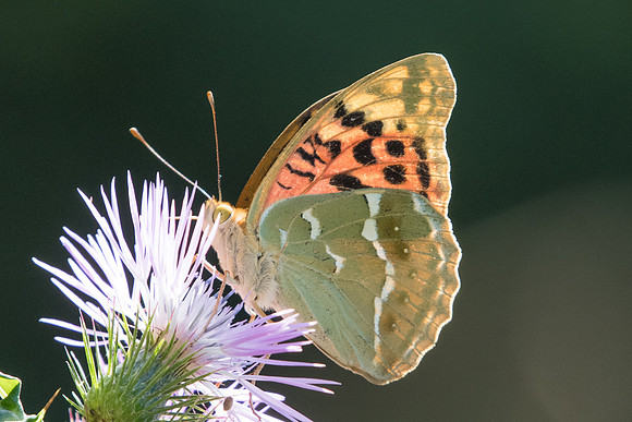 Argynnis pandora-7272