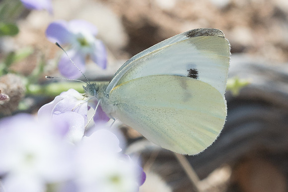 Pieris rapae-5941