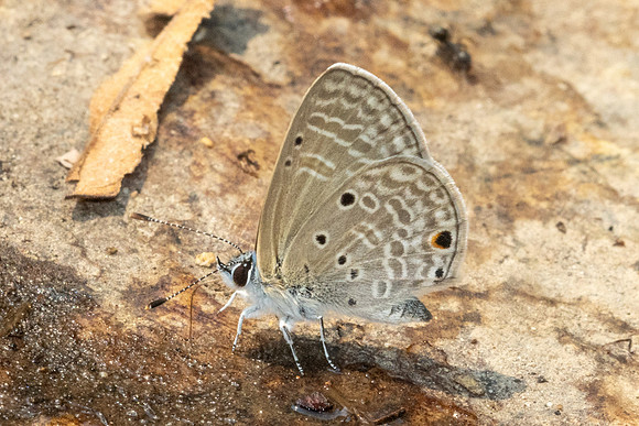 Azanus urios-6987 - Doi -Suthep - 28/03/24