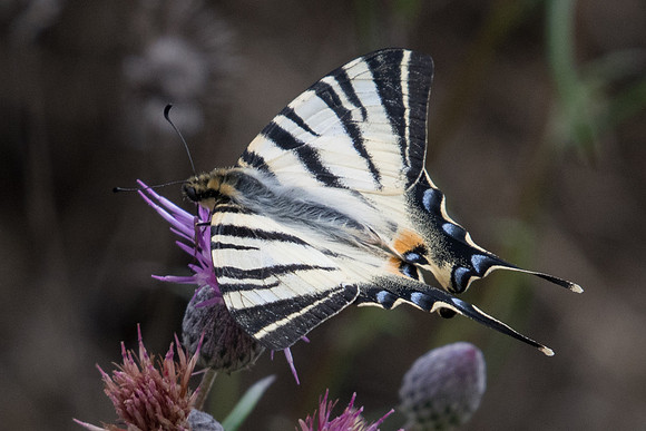Iphiclides podalirius-6034 - Crete - 29/05/23
