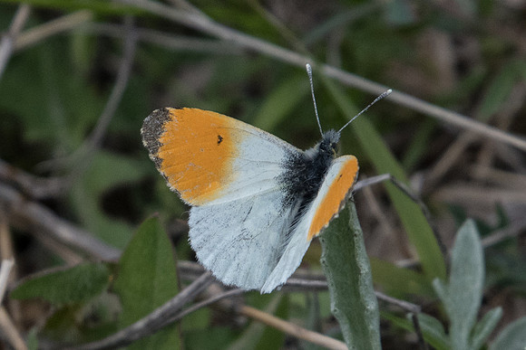 Anthocharis cardamines-7240 - Galani - 13/04/22