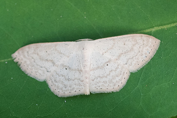 Scopula sp - 7380 - Koh Samui - 15/03/23