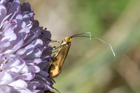 Nemophora metallica-8473 - Puy de Rians - 3/06/25