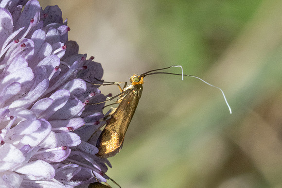 Nemophora metallica-8473 - Puy de Rians - 3/06/25