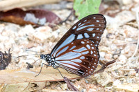 Paranticus melaneus--6 - Jardin d'hivers 960m - 1/02/26
