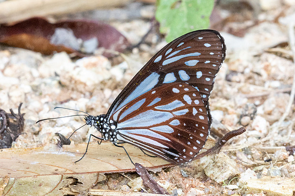 Paranticus melaneus--6 - Jardin d'hivers 960m - 1/02/26
