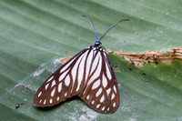 Cyclosia papilionaris-5521 - Doi-Suthep - 9/03/23