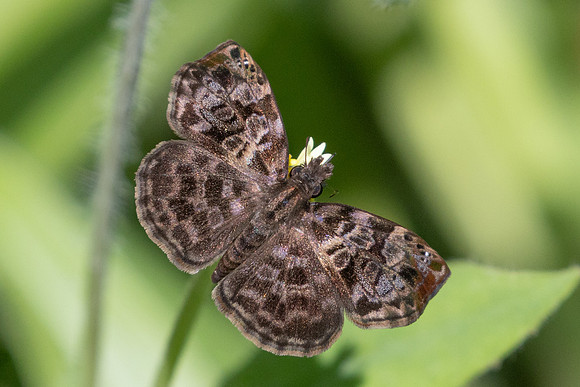 Gorgythion beggina-4372