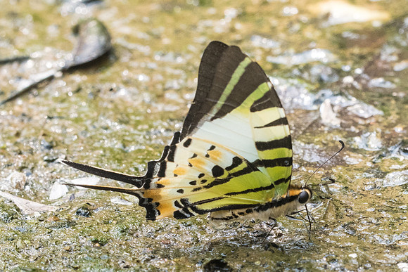 Graphium antiphates nebulosus -0587 - Chiang Dao - 11/03/23