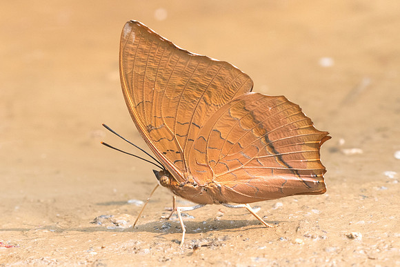 Charaxes aristogiton aristogiton-8943- Chiang Dao  - 11/03/23