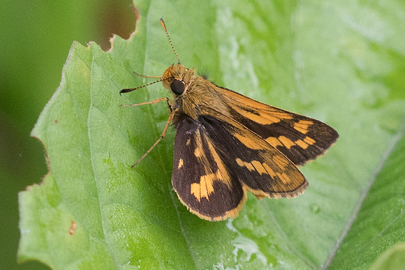 Potanthus sp-6417 - Krabi - 25/11/23