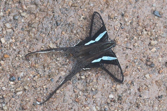 Lamproptera meges- Chiang Dao -14/11/23 - 8861