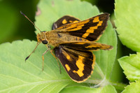 Potanthus trachala-5871 - Bangkok - 11/12/25