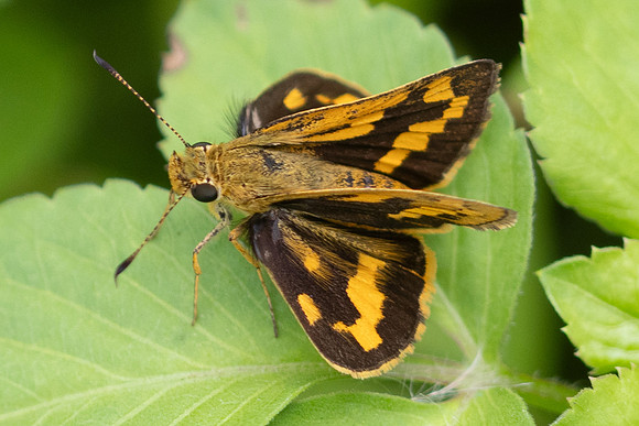 Potanthus trachala-5871 - Bangkok - 11/12/25