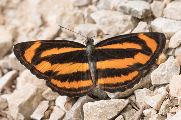 Neptis miah-2396 - Chiang Dao - 11/03/23