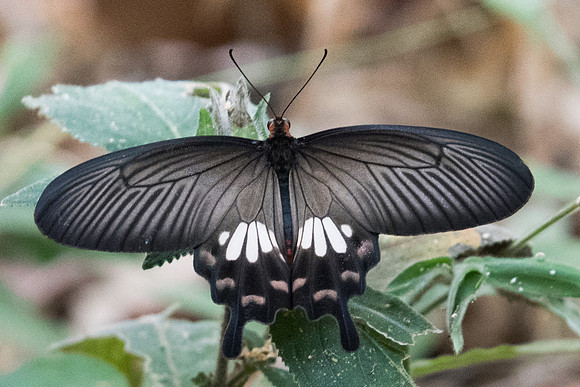 Pachliopta aristolochiae-6880 - Doi-Suthep 10/03/23