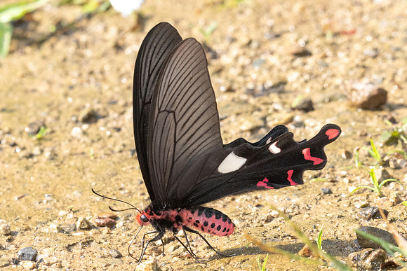 Byasa dasarada-4364 - Chiang Dao - 22/03/24