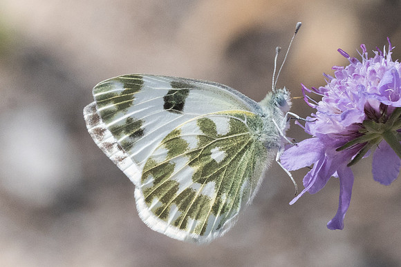 Pontia edusa-6470 - Stavros (Crete) - 30/05/23