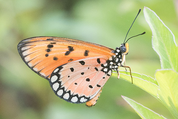 Acraea violae-9811 - Koh Samui - 17/03/23