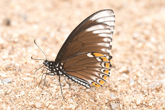 Papilio clytia clytia f onpape-4581- Chiang Dao  - 11/03/23