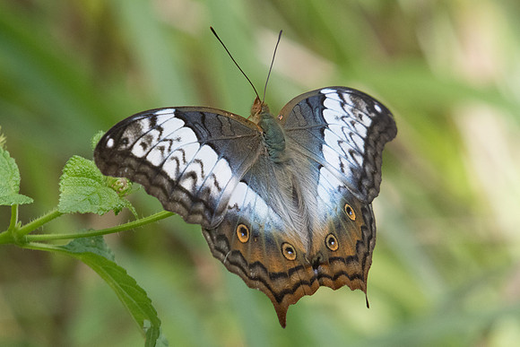 Vindula erota erota-9422 -  Koh Samui 16/03/23