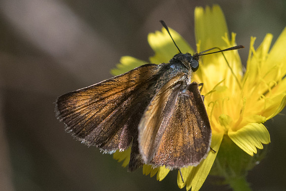 Thymelicus sylvestris-7040