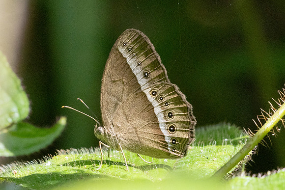 Mycalesis orseis--9 - Jardin d'hivers 960m - 2/02/26