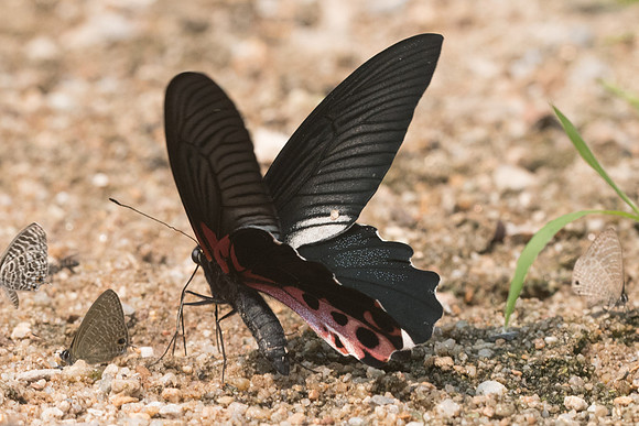 Papilio alcmenor-0321-- Chiang Dao  - 11/03/23