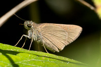 Pemara pugnans-5483