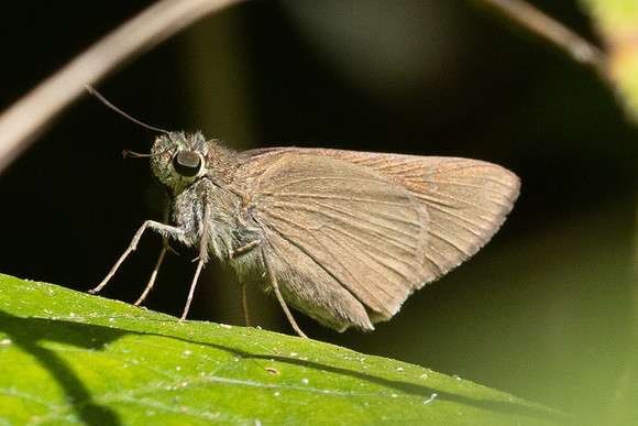 Pemara pugnans-5483