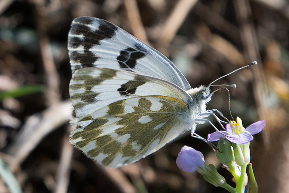Pontia edusa-6789