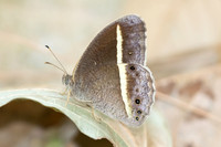 Mycalesis malsara-5868-2