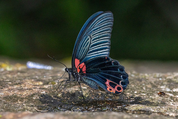 Papilio agenor--14