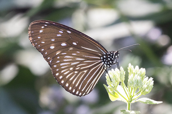 Euploea mulciber ♀--9 - Chulabhorn 10 - 1/02/26