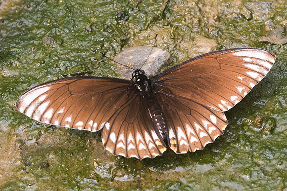 Papilio clytia clytia form onpape-3463 - - Chiang Dao  - 12/03/23