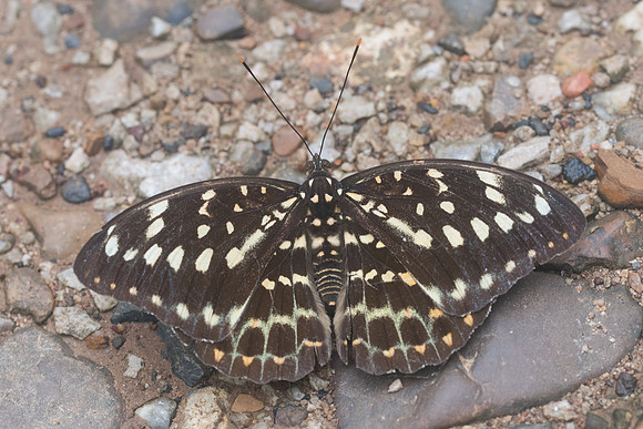 Lexias pardalis-2182 - Chiang Dao - 17/11/23