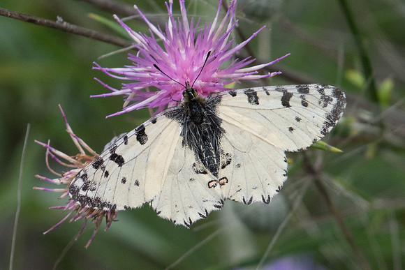 Zerynthia cretica-6123 29/05/23