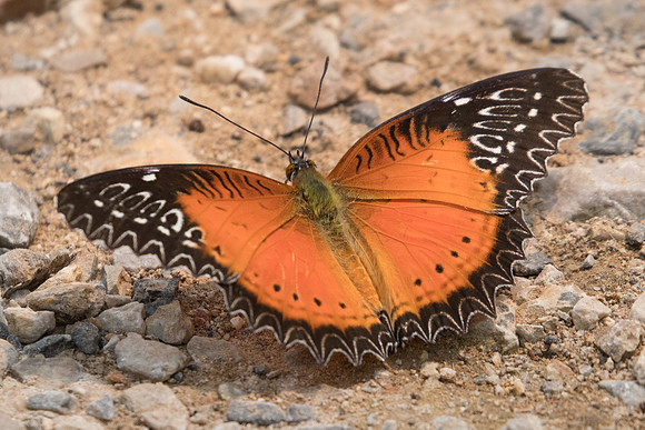Cethosia biblis biblis-1862- Chiang Dao  - 11/03/23