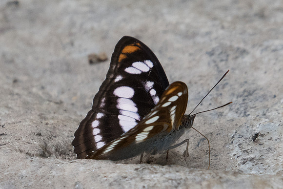 Athyma nefte-2560 - Doi-Suthep - 8/03/23