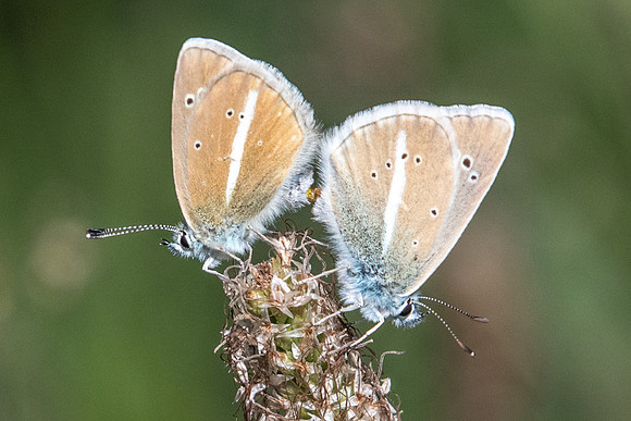 Polyommatus damon couple-5903
