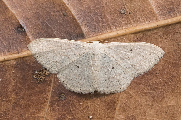 Scopula actuaria - 6729 - Doi Suthep - 14/03/23