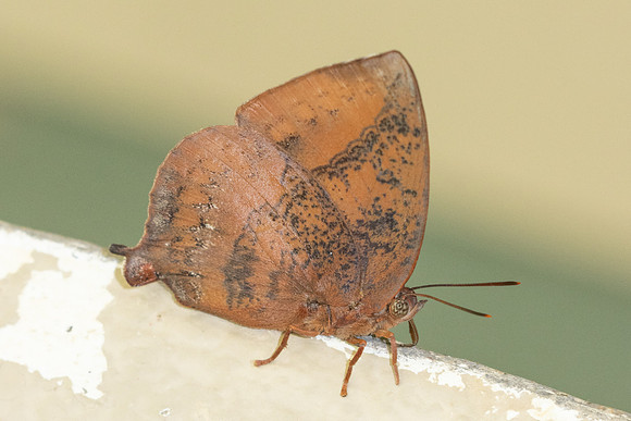 Amblypodes anita anita-4113 - Doi Inthanon - 23/03/25